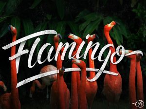 Lettering-flamingo-anthony-arnaud